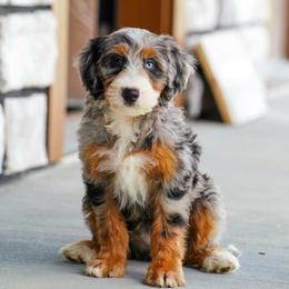 Katydid - Blue merle female Bernedoodle puppy in Dundee, Ohio from Down Home Doodle