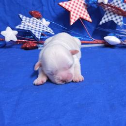 White-cream boy - Cream and white male Shih Tzu puppy in Vinita, Oklahoma from Locust Creek Shih Tzu & Havanese