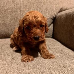 Scooby Doo - Red male Cavapoo puppy in Kirksville, Missouri from Show Me Poodles Doodles and Cavaliers