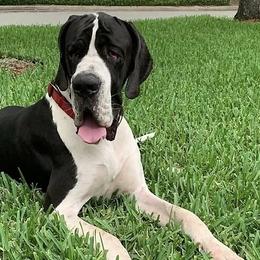 Great Danes from Charlie Plaza's Euro Great Danes