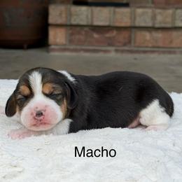 Macho - Black tan and white male Beagle puppy in Mansfield, Missouri from Rippee Creek Kennel