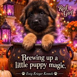 Red Girl - Black and red female German Shepherd puppy in Lewistown, Missouri from Ewig Krieger Kennels