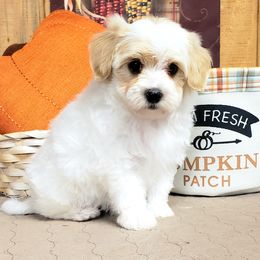 Benz - Black & tan Maltipoo puppy in Mabelvale, Arkansas from Durham's Designer Poos