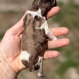 Boy 1 - Dapple male Dachshund puppy in London, Kentucky from Steele Half Acre Homestead