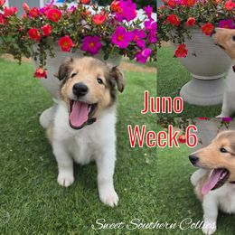 Juno - Sable merle female Collie puppy in Kingsport, Tennessee from Sweet Southern Collies