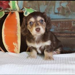Mocha - Chocolate and cream female Dachshund puppy in Laurel, Mississippi from Kissinger Dachshunds