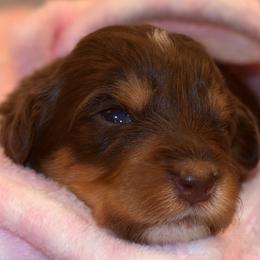 Red Collar Girl - Tri-color female Bernedoodle puppy in Ogden, Utah from Salty Point Doodles