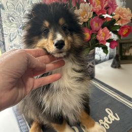Butternut - Black white and tan Shetland Sheepdog puppy in New Richmond, Ohio from Heaven’s Shelties