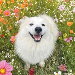 Phoebe - Pomsky