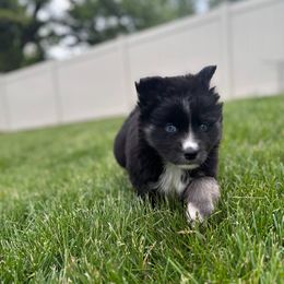 Robin - Tri-color female Pomsky puppy in Campton Hills, Illinois from Urban Miracle’s