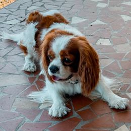 Atlas - Cavalier King Charles Spaniel