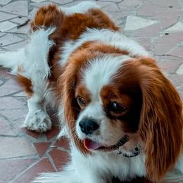 Atlas - Cavalier King Charles Spaniel