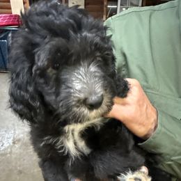 Joseph red collar - Black and white male Sheepadoodle puppy in Eleva, Wisconsin from Molly’s Doodles