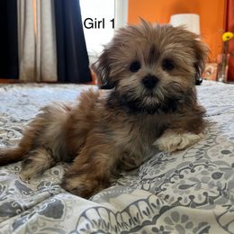Girl 2 - White female Lhasa Apso puppy in Bethpage, New York from Tibetan Tails