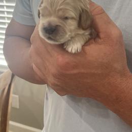 Cockapoo Puppies from Brevard County Cockapoos