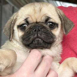 Goldie (price reduced) - Fawn female Pug puppy in Morgantown, West Virginia from Groovy Pugs