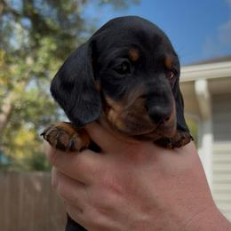 Green collar - Black and tan male Dachshund puppy in Ocala, Florida from Dalmar Floridachs