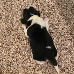 Boy 2 - Blue and white male Beagle puppy in Crestview, Florida from Alicia's Beagles