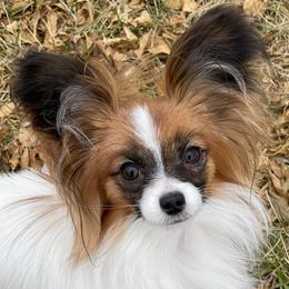 Chihuahuas and Papillons from Torro Chihuahuas