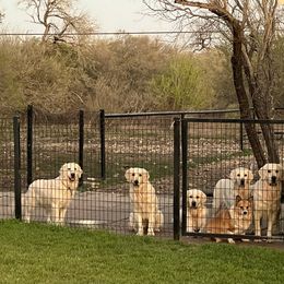 Goldendoodle and Golden Retriever Puppies from SSC Golden Retreivers
