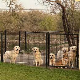 Goldendoodle and Golden Retriever Puppies from SSC Golden Retreivers