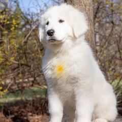 Tundra - White female Maremma Sheepdog puppy in Conway, Missouri from 2J 2K Border Collies | Maremma Sheepdogs