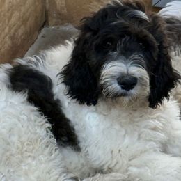 Joshua - male Newfypoo puppy in San Antonio, Texas from Mammoth Doodles