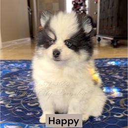 Happy - Black and white male Pomsky puppy in Long Grove, Illinois from Windy City Pomsky