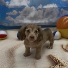 Chocolate Based Cream Longhair Male (green collar) - Cream male Dachshund puppy in Killeen, Texas from Southern Dachshunds