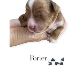 Goldendoodle Puppies from Graystone Doodles