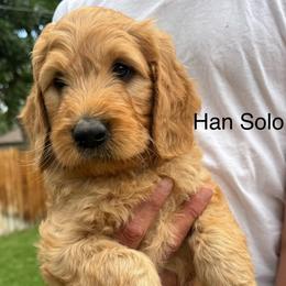 Han Solo - Apricot male Goldendoodle puppy in Golden, Colorado from Golden Mesa Doodles