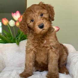 Maserati - Red  male Goldendoodle puppy in Yuciapa, California from AlltheDoodlez_
