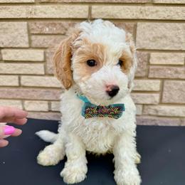 Barcelona - Parti male Goldendoodle puppy in Danville, Virginia from Stella’s Stunning Goldendoodles of VA