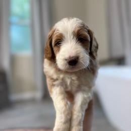 Boo - Parti female Goldendoodle puppy in Jacksonville, Florida from Dandelion Doodles