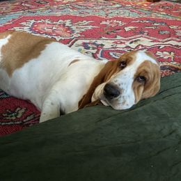 Basset Hound All Grown Up from Baskins Creek Basset Hounds