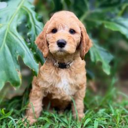 Johnny - Apricot male Goldendoodle puppy in Willacoochee, Georgia from Kitandkboodle's Doodles