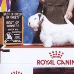 Scottish Terriers and Sealyham Terriers from Pegfield