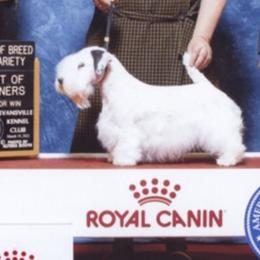 Scottish Terriers and Sealyham Terriers from Pegfield