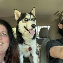 Sky - Pomsky