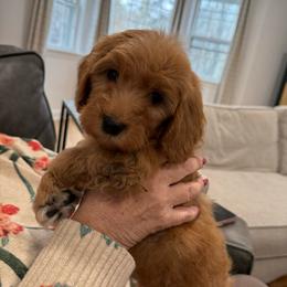 Gray collar male - Red  male Goldendoodle puppy in Ridgewood, New Jersey from Jessie’s Doodles