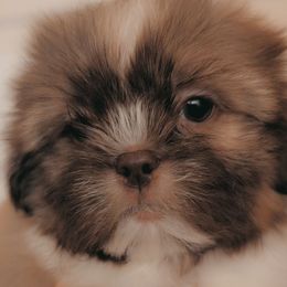 Boy 2 - Red and white male Shih Tzu puppy in Gig Harbor, Washington from Gig Harbor Shih Tzu's