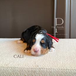 Cali - Tri-color female Bernedoodle puppy in Tulsa, Oklahoma from The Poodle Co. Raising Doodles & Poodles