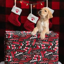Labrador Retriever Puppies from Sun Ridge Labradors