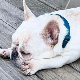 Tank - French Bulldog