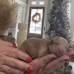 Denver - Apricot male Goldendoodle puppy in Lake Charles, Louisiana from Perfect Fit Poodles & Doodles