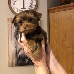 Yorkshire Terrier Puppies from Happy Days Acres and Yorkies