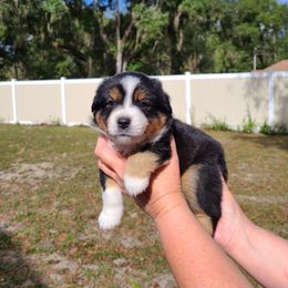 Toy Australian Shepherd Puppies from Beasley Acres Aussies