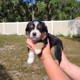 Toy Australian Shepherd Puppies from Beasley Acres Aussies