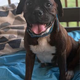 Sheba - Boxer