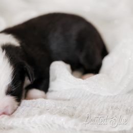 Australian Shepherd, Miniature American Shepherd, Miniature Australian Shepherd, and Toy Australian Shepherd Puppies from Painted Blue Aussies